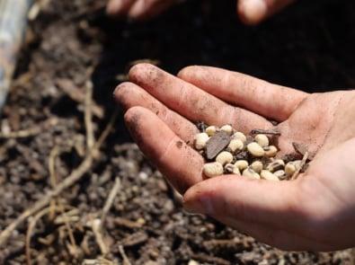Seed Saving 101: What to Collect Before Frost featured image