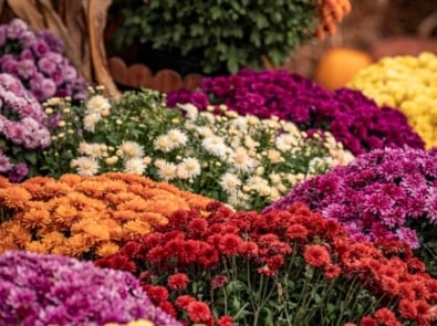 Mums the Word: Why Chrysanthemums Are the Ultimate Autumn Flower featured image