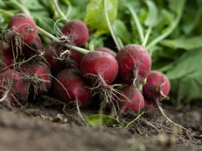 It’s Not Too Late! Vegetables & Flowers You Can Still Plant in Late August featured image