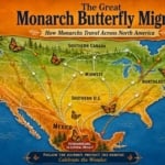 Map showing monarch butterfly migration routes across North America in 2026.