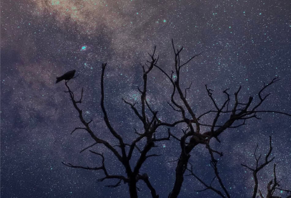 Silhouette of a bird perched on a tree against a starry night sky.
