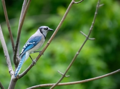 Why Did the Birds Suddenly Go Quiet? The Strange Silence of August featured image