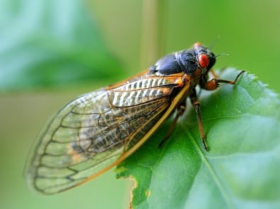 The Sound of Late Summer: why cicadas make it, and the old folklore surrounding their song featured image