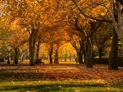 10 Signs in Nature That Fall Is Closer Than You Think featured image