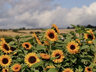 5 August Weather Sayings Worth Remembering featured image