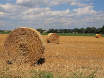 August Weather Sayings: 6 Old Sayings That Still Matter featured image