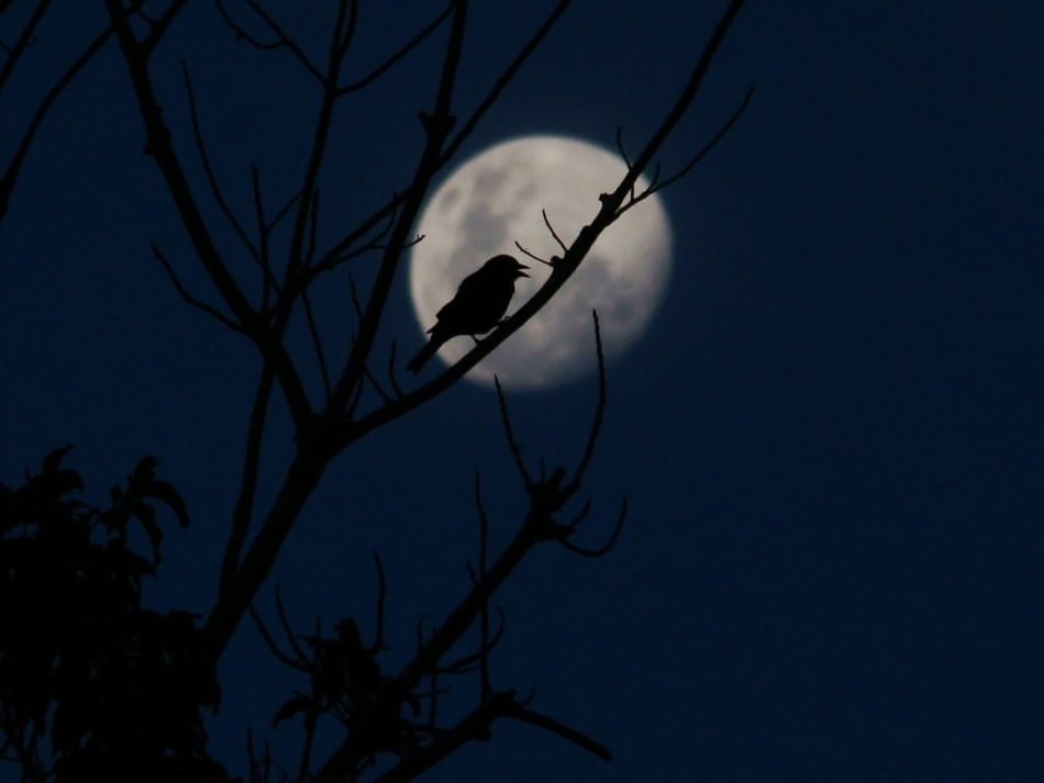 Silhouette of a bird perched on a tree branch with full moon in the background.