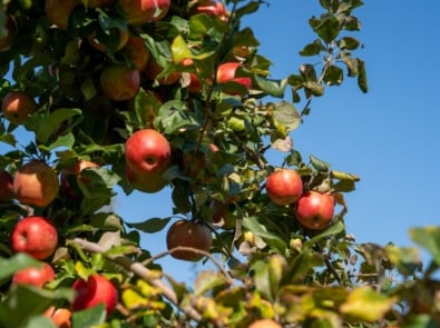 Apple Season Is Here: 8 Best Apple Varieties and How to Use Them featured image