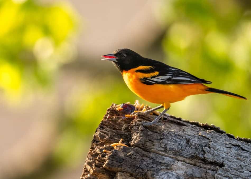 American Redstart bird perched on a tree branch with green blurred background.