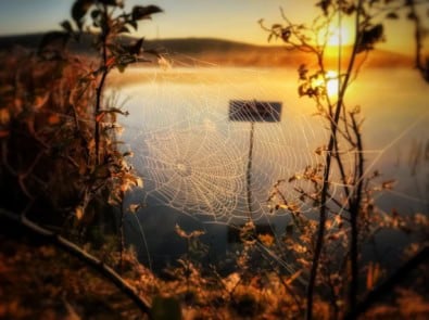 Notice More Spiderwebs Lately? Here’s Why Late Summer Is Spider Season featured image