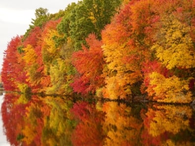 Why Fall Foliage Really Changes Color — And What Makes One Year Better Than Another featured image