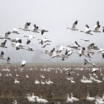 Large flock of migrating birds flying over farmland at dusk.