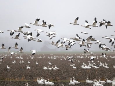 Millions of Birds Are Flying Overhead at Night Right Now—Here’s How to Witness the Great Fall Migration featured image