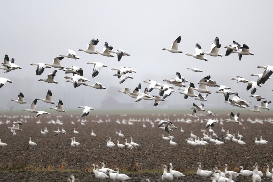 Large flock of migrating birds flying over farmland at dusk.