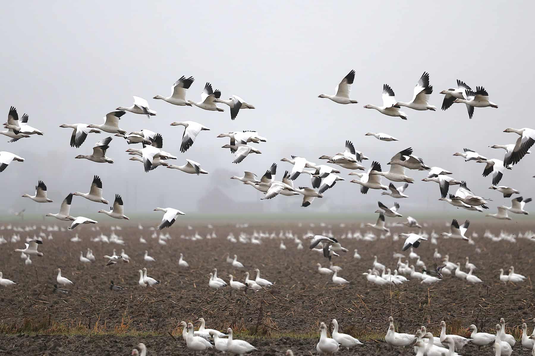 Large flock of migrating birds flying over farmland at dusk.