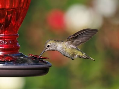 Don’t Take Down Your Hummingbird Feeder Yet! Here’s Why featured image