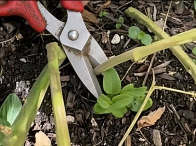 Don’t Pull Those Tomato Roots, The Fall Garden Cleanup Trick That Pays Off featured image