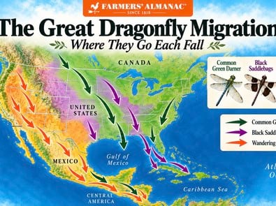 Dragonfly Migration: Millions of Dragonflies Are Moving South This Fall featured image