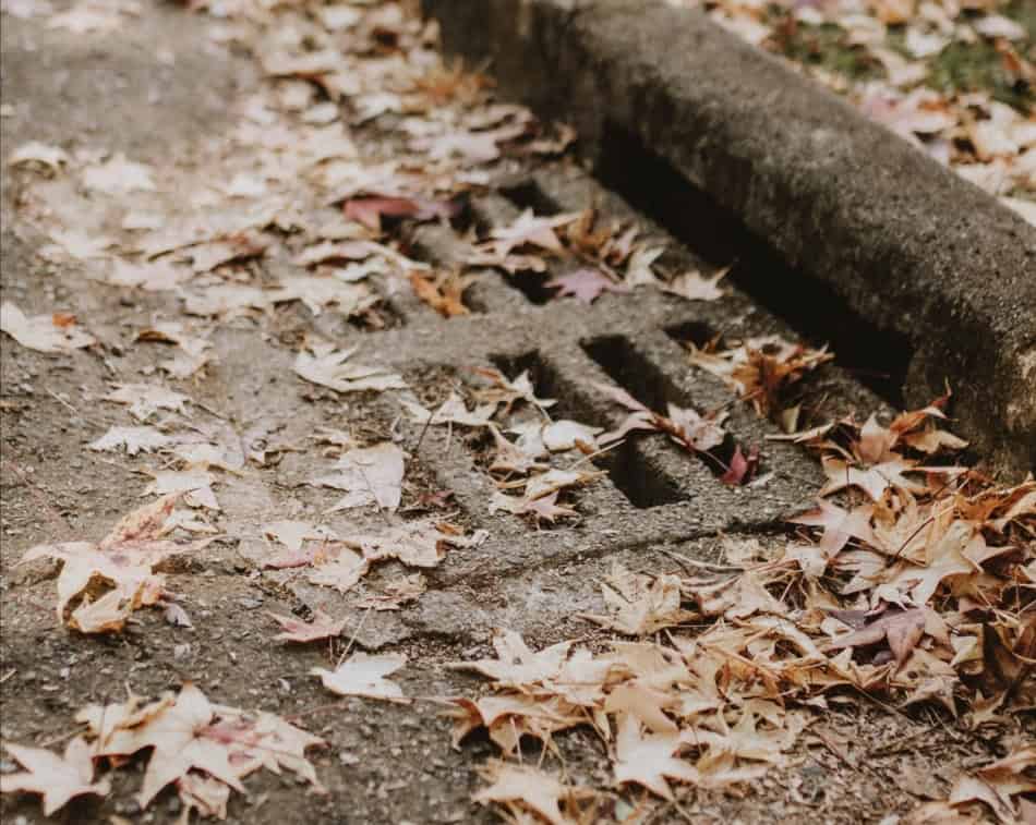 Fallen leaves covering a lawn with a storm drain in autumn.