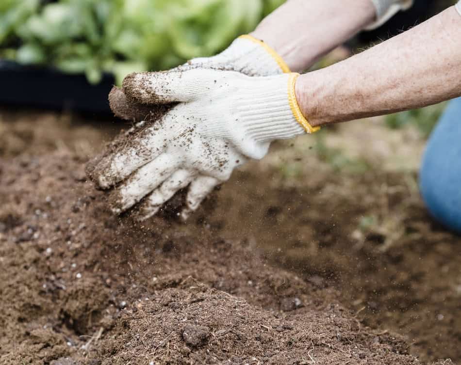 Person planting seeds in soil for winter garden preparation.