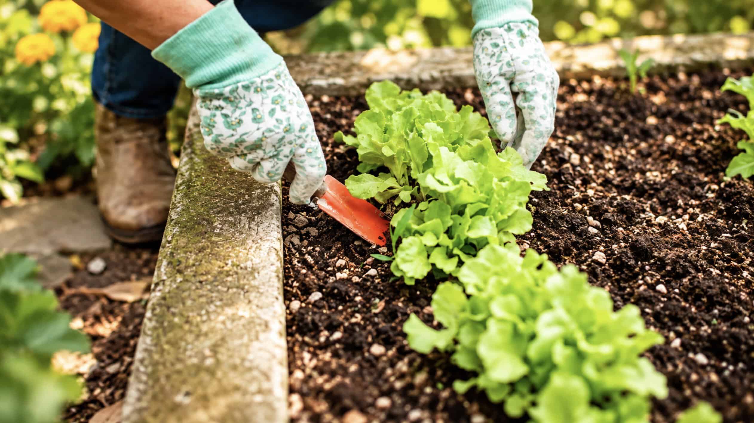 Gardener planting lettuce in vegetable garden for winter prep.
