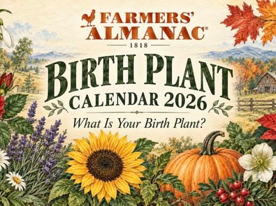 Birth Plant Calendar 2026: What Is Your Birth Plant? featured image