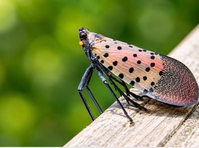 Spotted Lanternflies: Where They Came From & How to Stop Them featured image