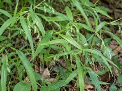 Pull This Invasive Grass Before It Drops Up to 1,000 Seeds featured image