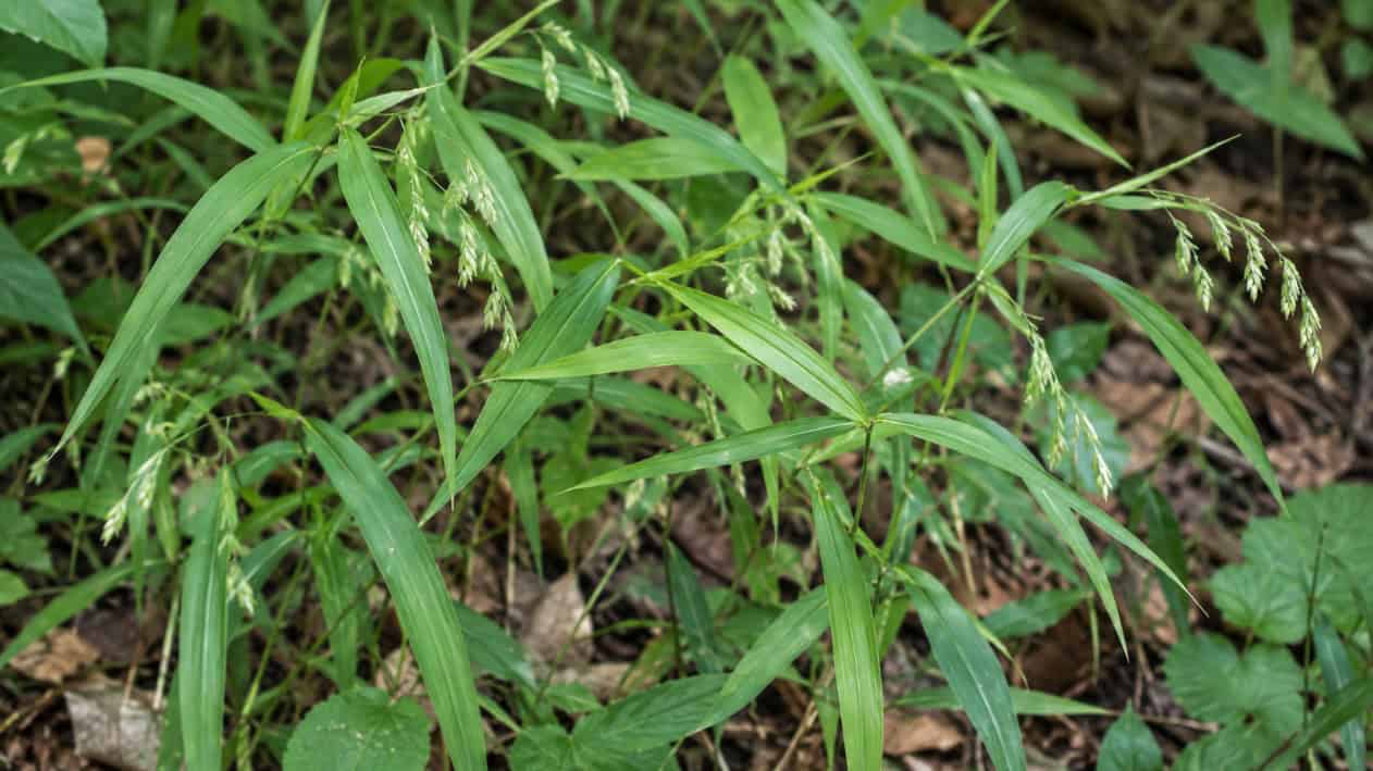 Invasive grass with seed heads in a garden bed.