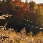 Close-up of spider webs in fall with colorful trees in background.