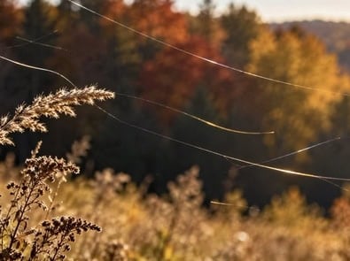 What Are Those Tiny Threads Floating Through the Air in Fall? featured image