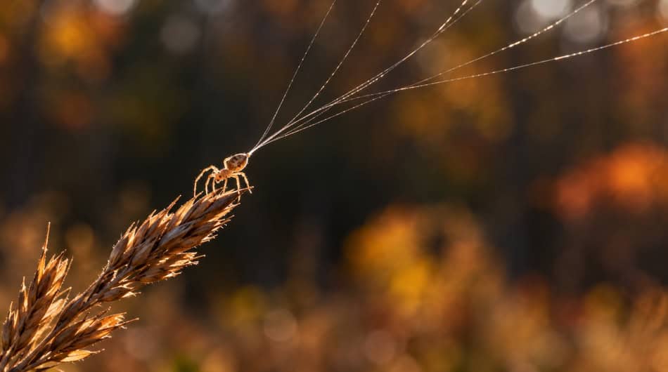 Close-up of a spider web on a wheat stalk in autumn sunlight.