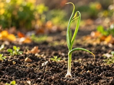 Is It Time to Plant Garlic Where You Live? A Regional Fall 2026 Guide featured image