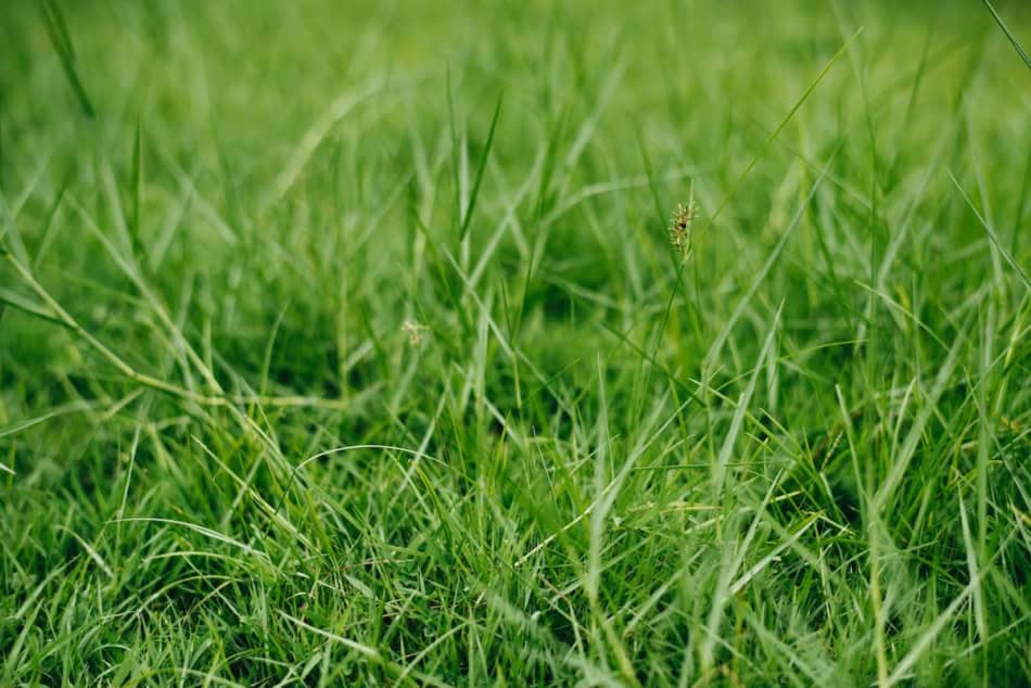 Close-up of green grass blades in a healthy lawn for fall fertilization.
