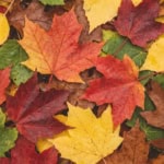 Fallen autumn leaves filling the frame in scarlet, crimson, yellow, russet and part green, with the veins clearly visible.