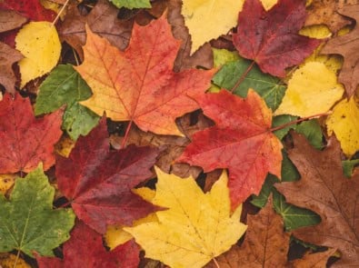 Why Fall Color Always Starts Up North Then Moves South featured image