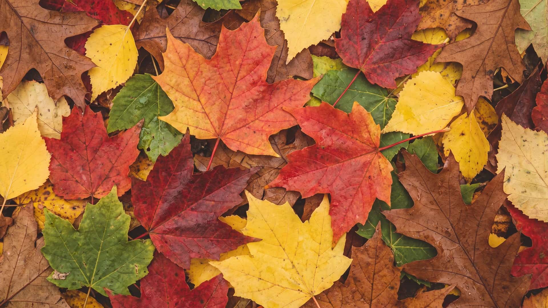 Why Fall Color Always Starts Up North: 40 Minutes a Week
