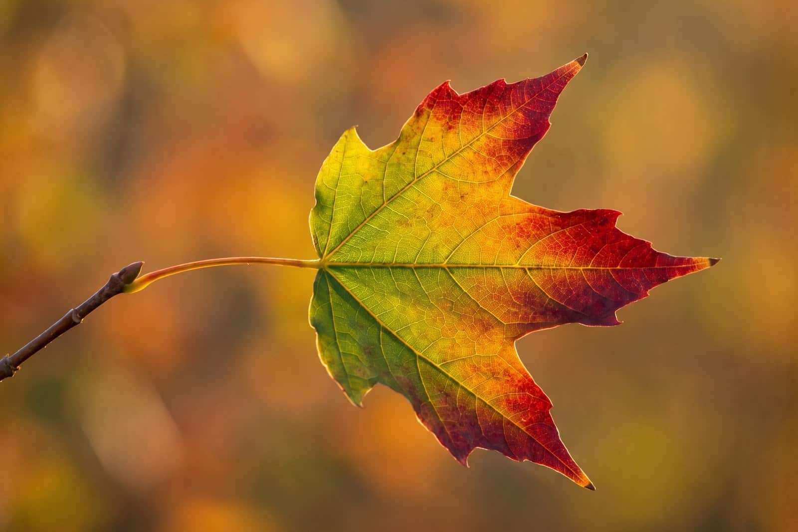 A single sugar maple leaf mid turn, green at the midrib running to yellow and then deep red at the tips, backlit so the veins glow.