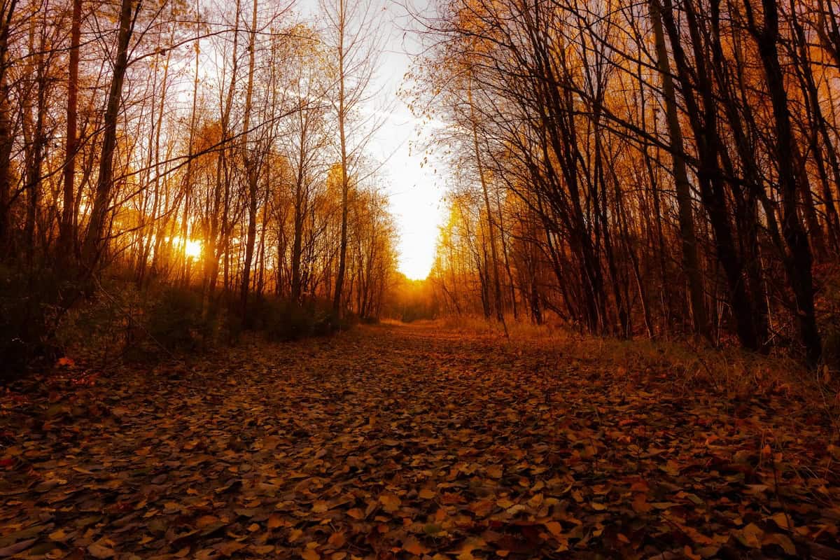 Sunset through autumn trees on a forest path with fallen leaves.