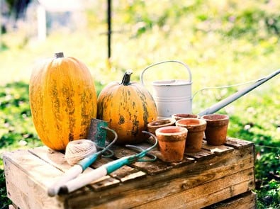 The Fall Garden Checklist: 6 Things to Do Before the First Hard Freeze featured image