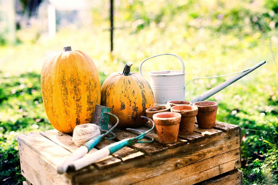Pumpkins and gardening tools on a wooden table in fall garden.