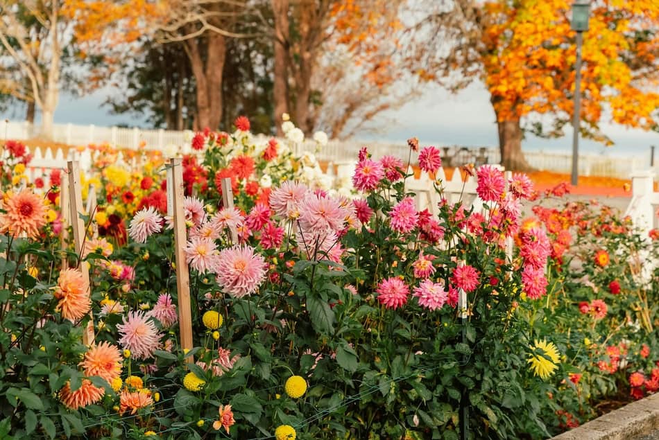 Colorful fall flowers in a garden with trees and a white fence.