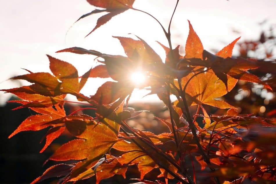 Autumn leaves with sunlight shining through in fall.