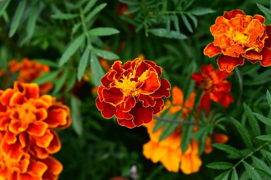 Bright orange and red marigolds blooming in a garden setting.