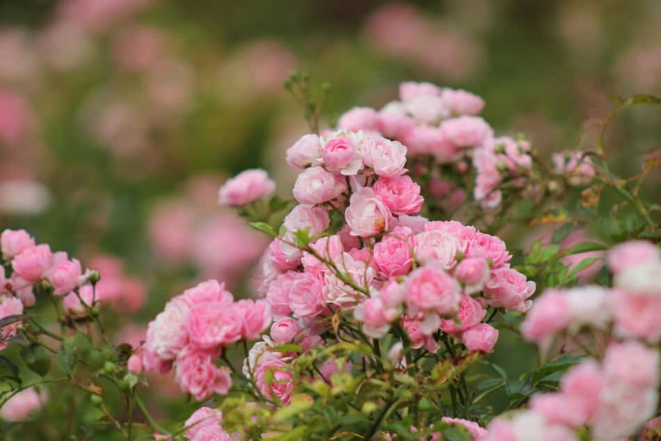 Pink roses blooming in a garden, ideal for fall planting and pruning tips.