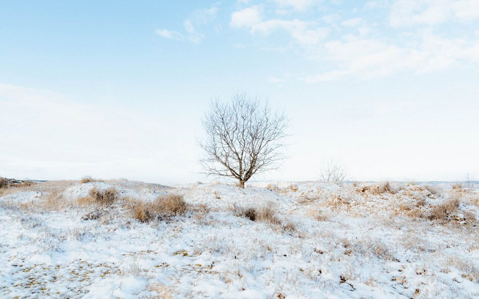 Snow-covered field with a single leafless tree under a blue sky.