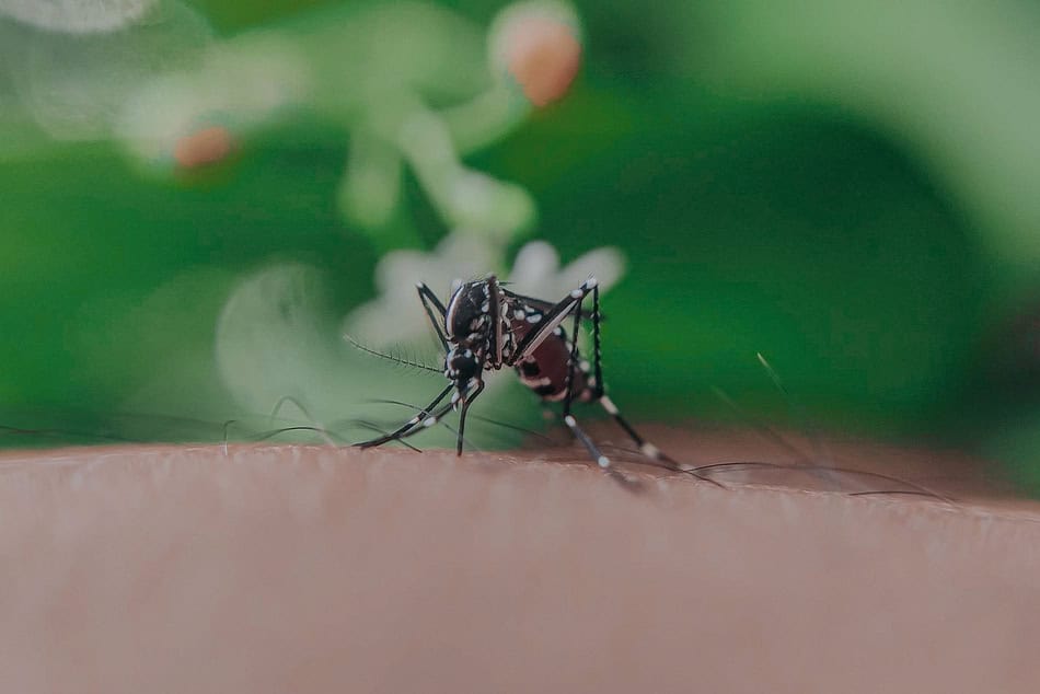 Close-up of a mosquito on human skin during fall season.
