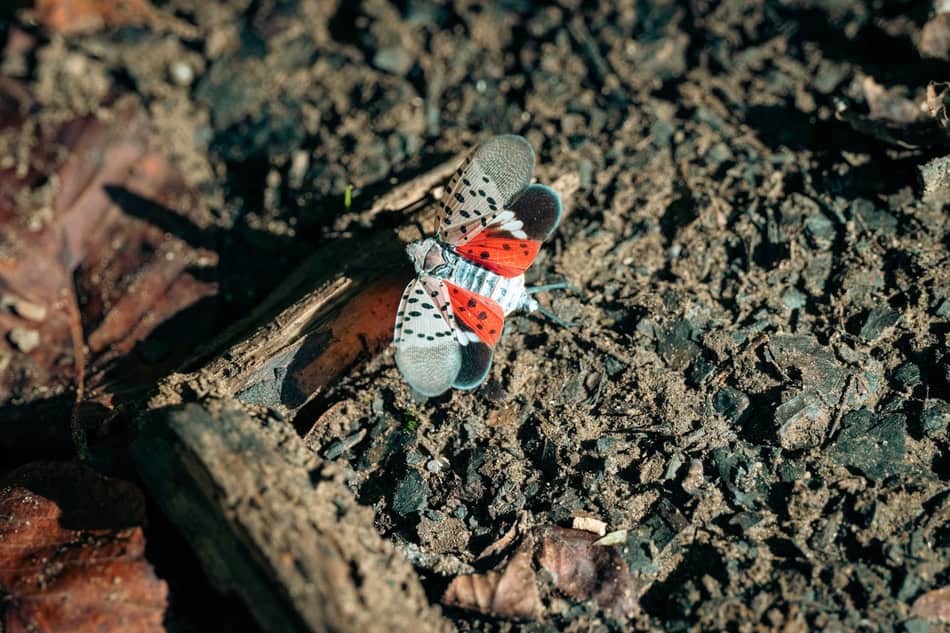 Close-up of a spotted lanternfly on soil with dirt and wood debris.