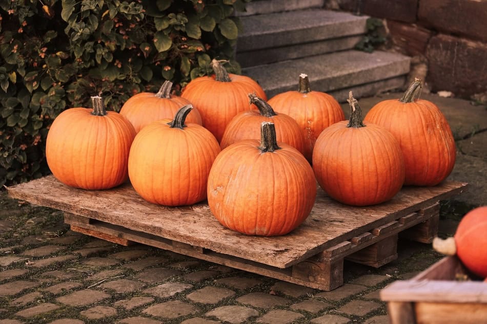 Group of orange pumpkins on a wooden pallet for autumn decoration.