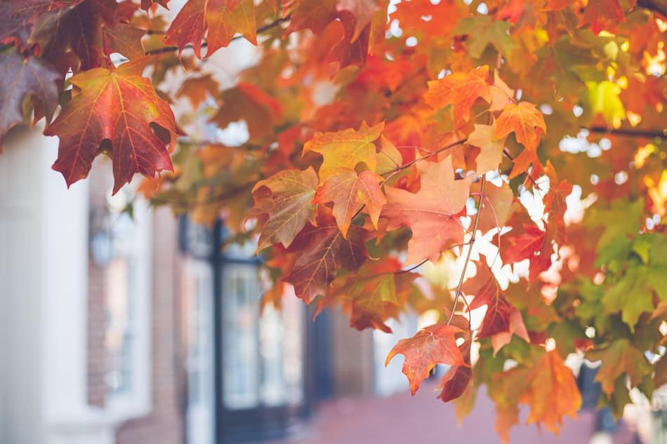 Colorful autumn maple leaves on a tree in fall.